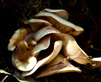 Fungi, Mt Bogong