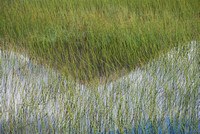 Skye reeds 1 Scotland