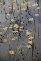 Skye reeds 2 Scotland
